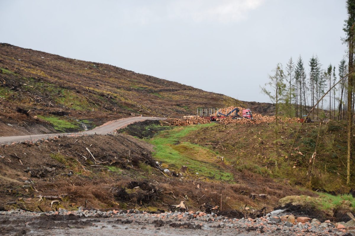 DSC_0001 Regrowing forests
