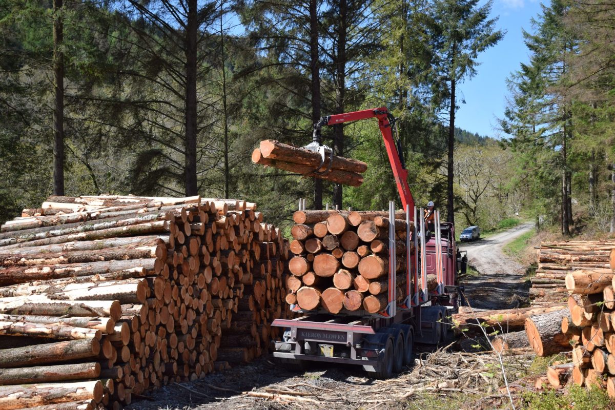 DSC_0412 More Wood for Welsh Homes