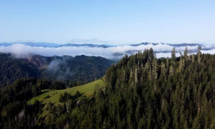 FSC-Forest-Image USDA invests $80 million