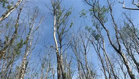OIP (1) Ash Trees are fighting back