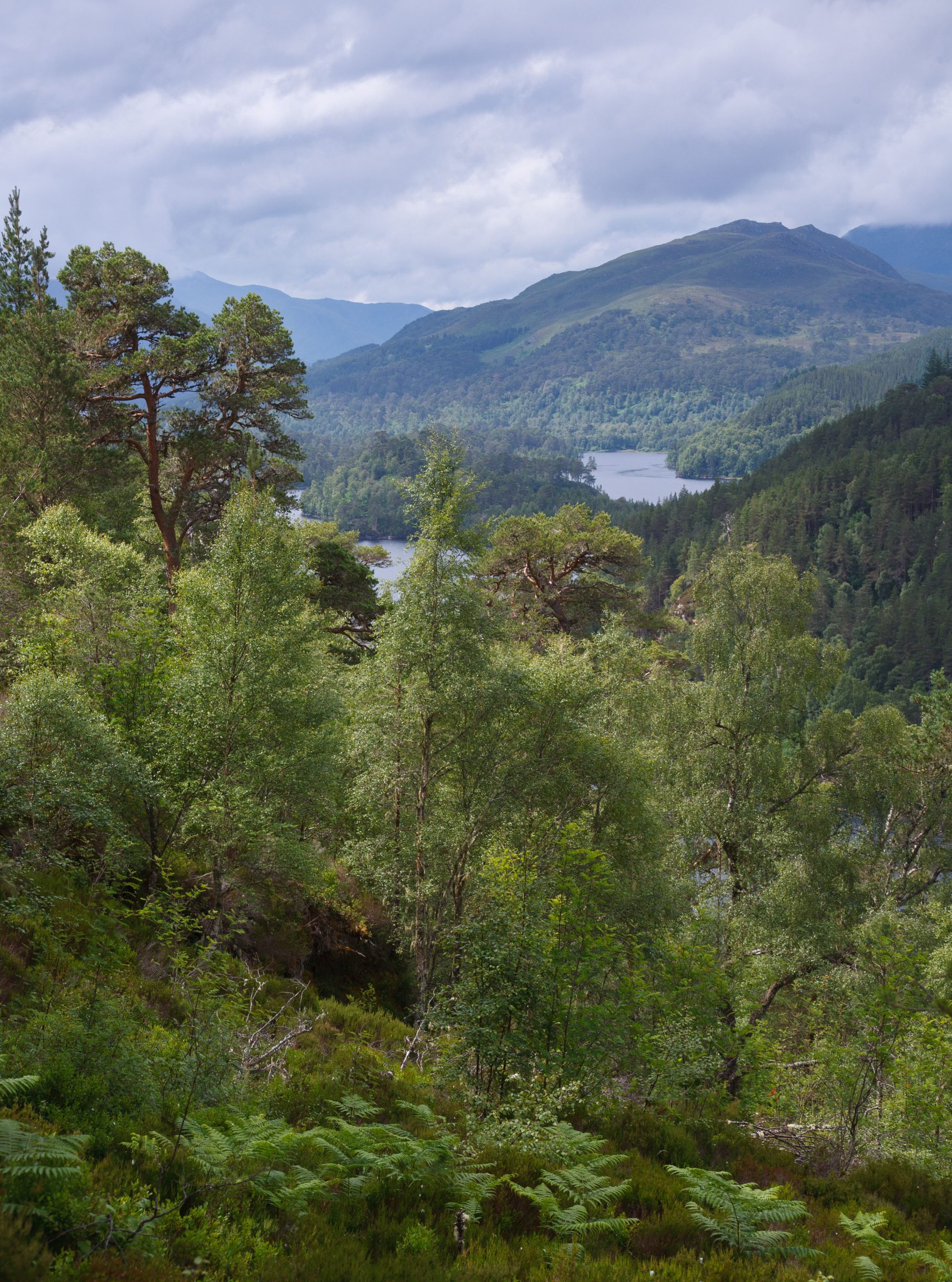 Simon Mayson - Glen Affric Tree Planting