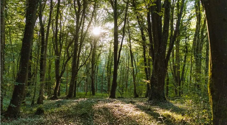 Scotland to triple tree production