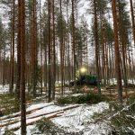 17 Coniferous tree species show promise for commercial timber