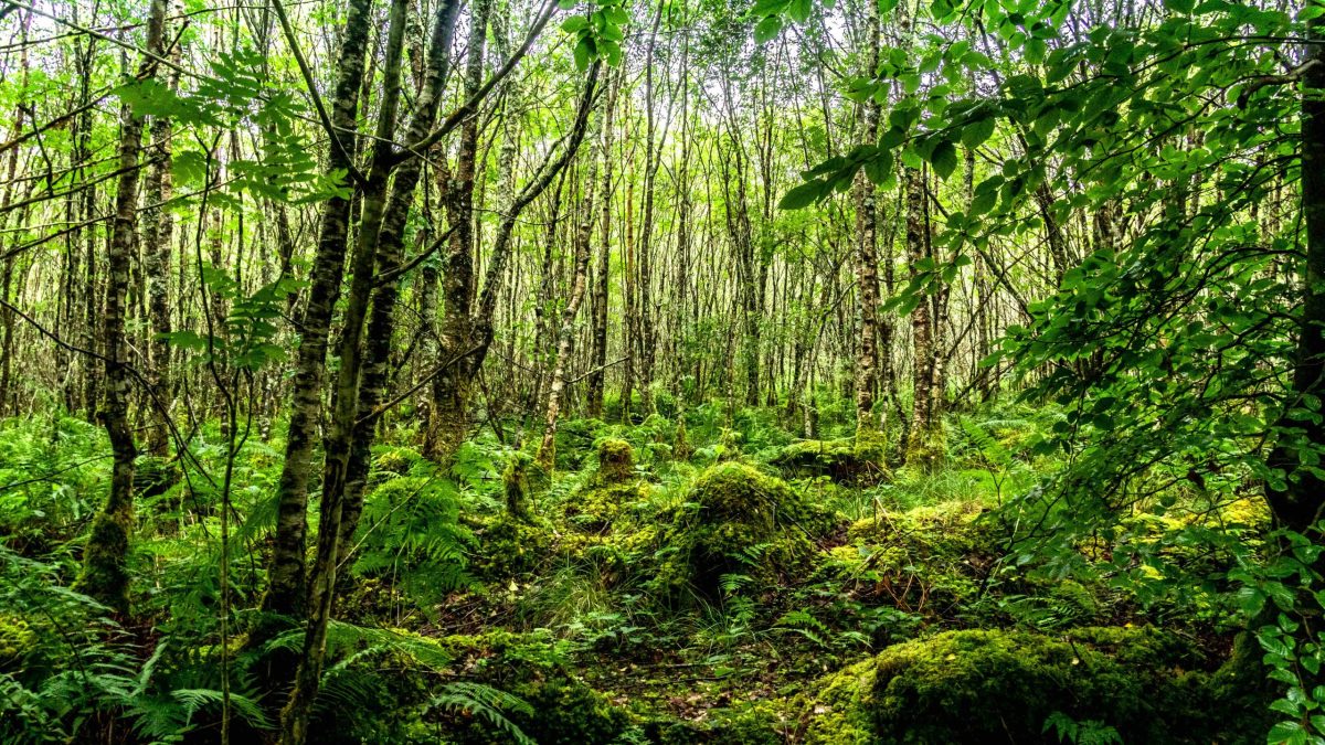 biodiversity in balance with sustainable timber production