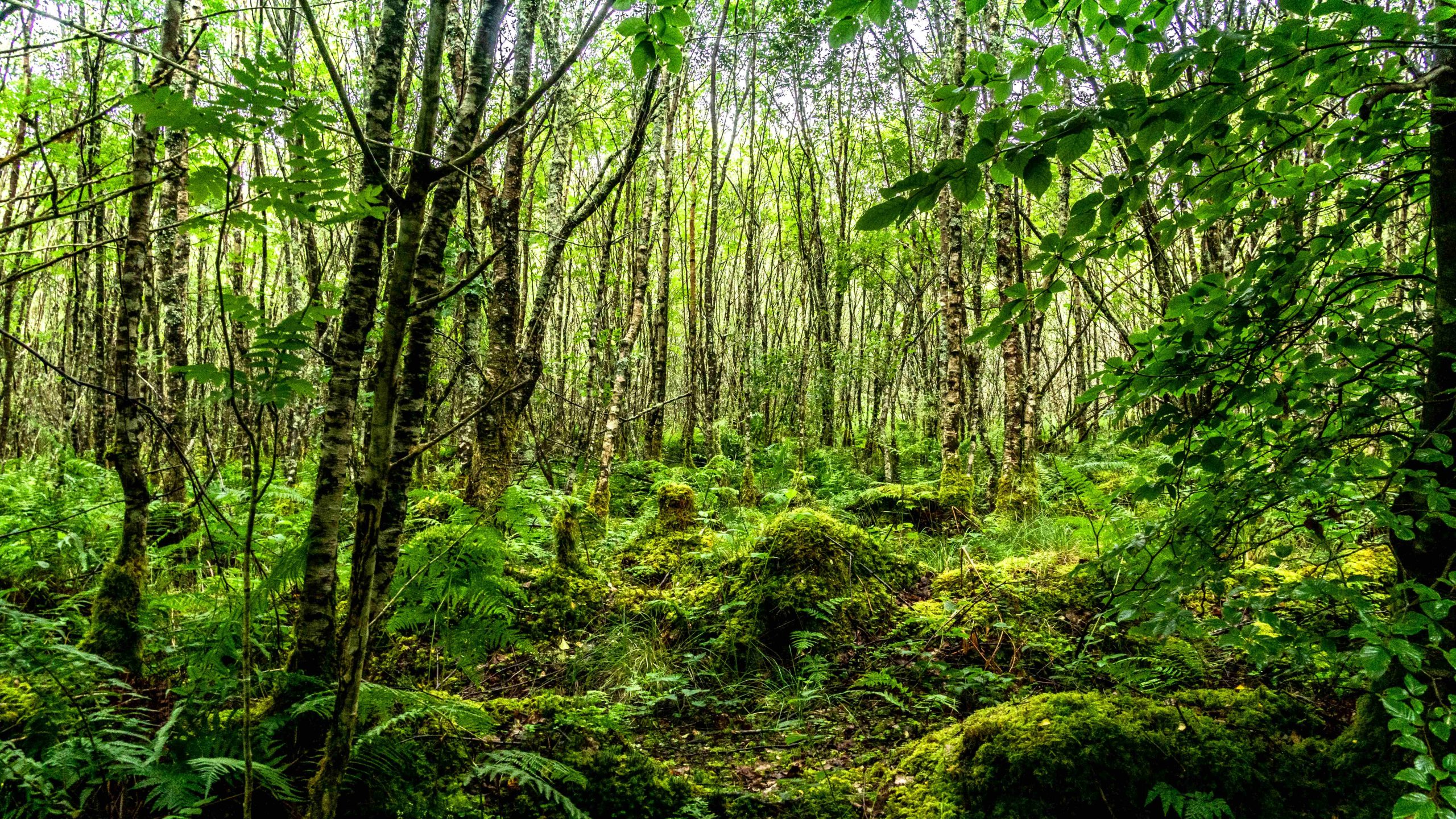 biodiversity in balance with sustainable timber production