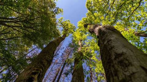 ask_stammar_mostphotos_webb ash and elm trees