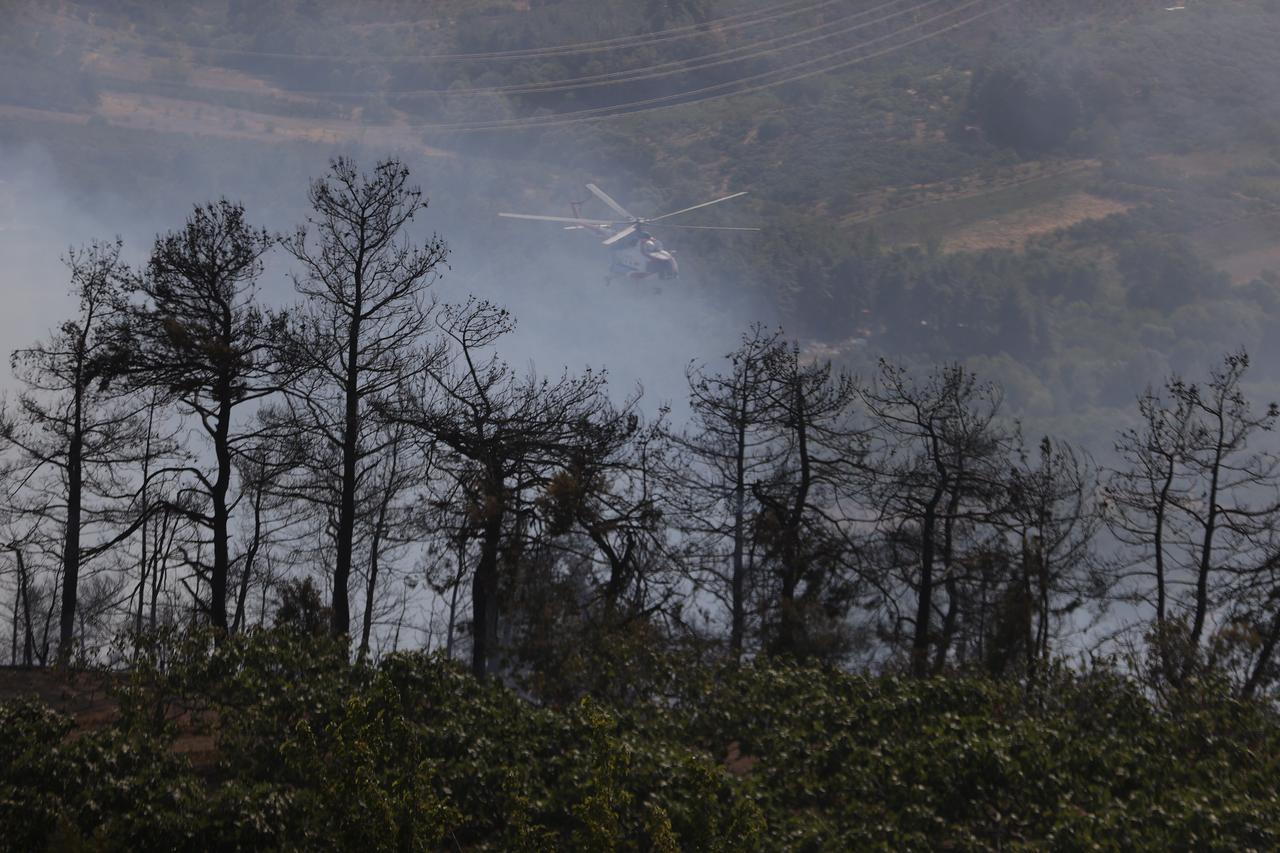 Fire resistant Species