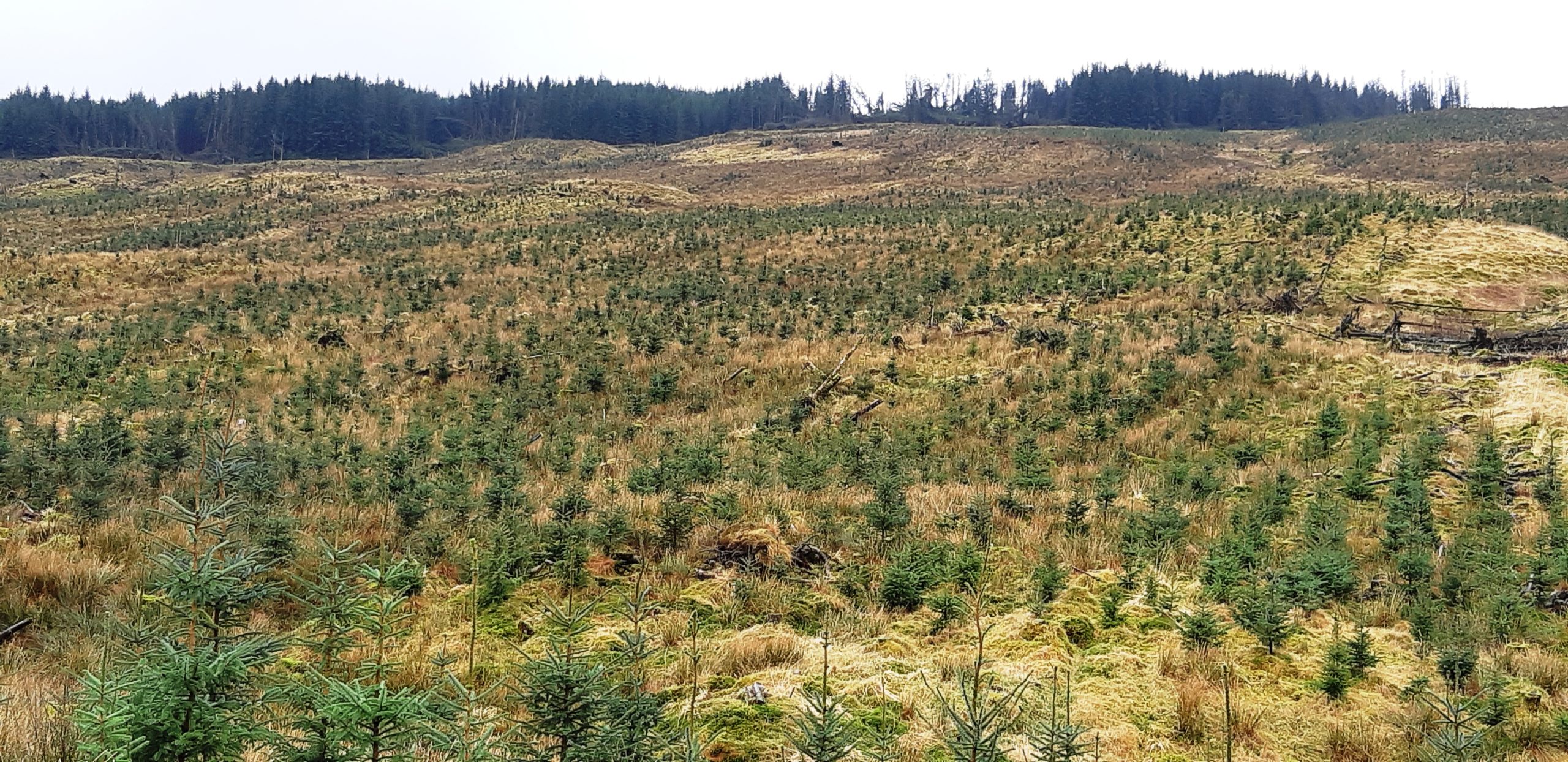 £1 million boost to support small scale woodlands in Scotland