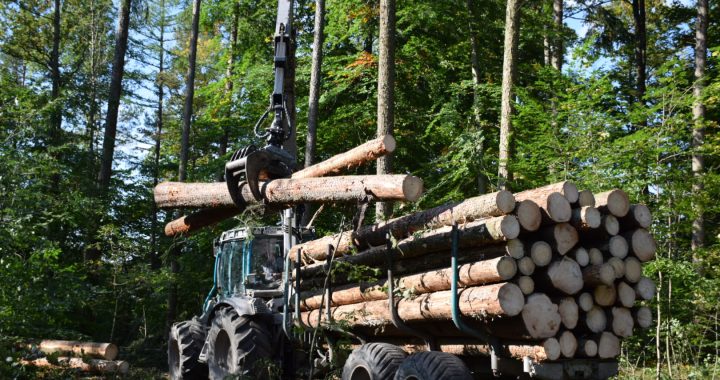 German Sawmill Industry