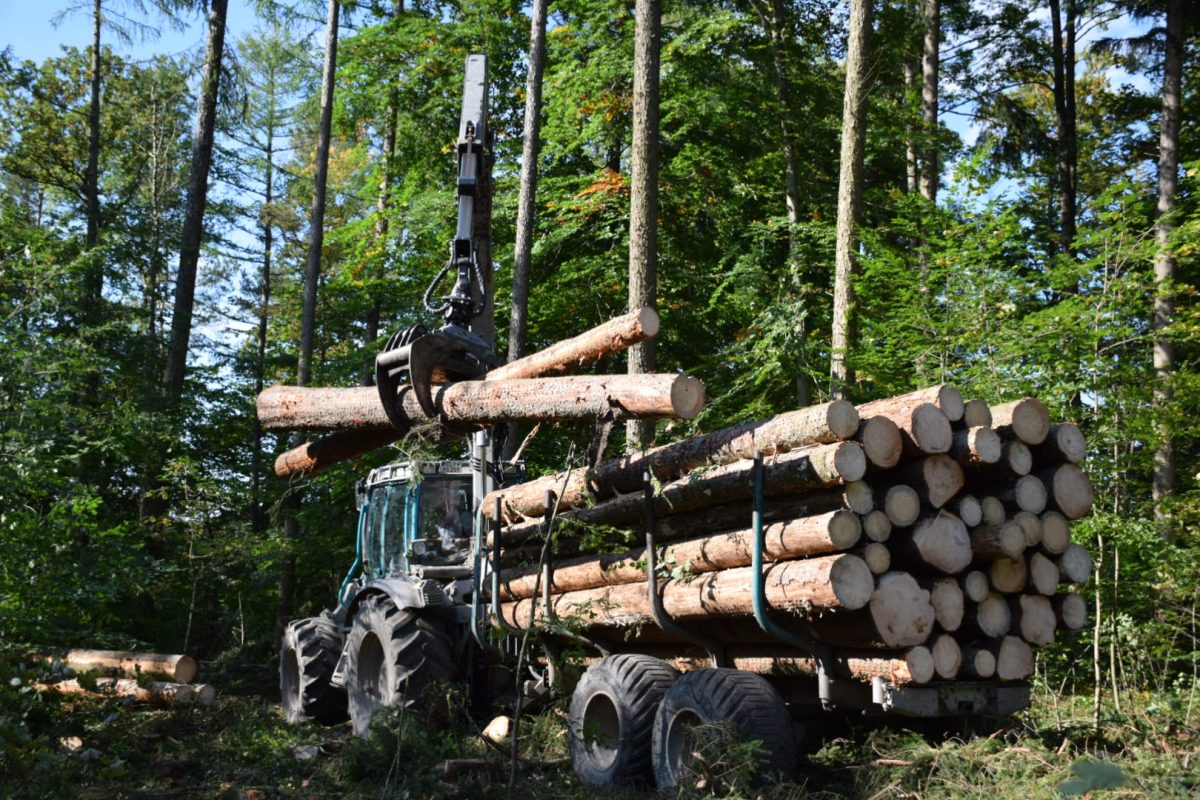 German Sawmill Industry