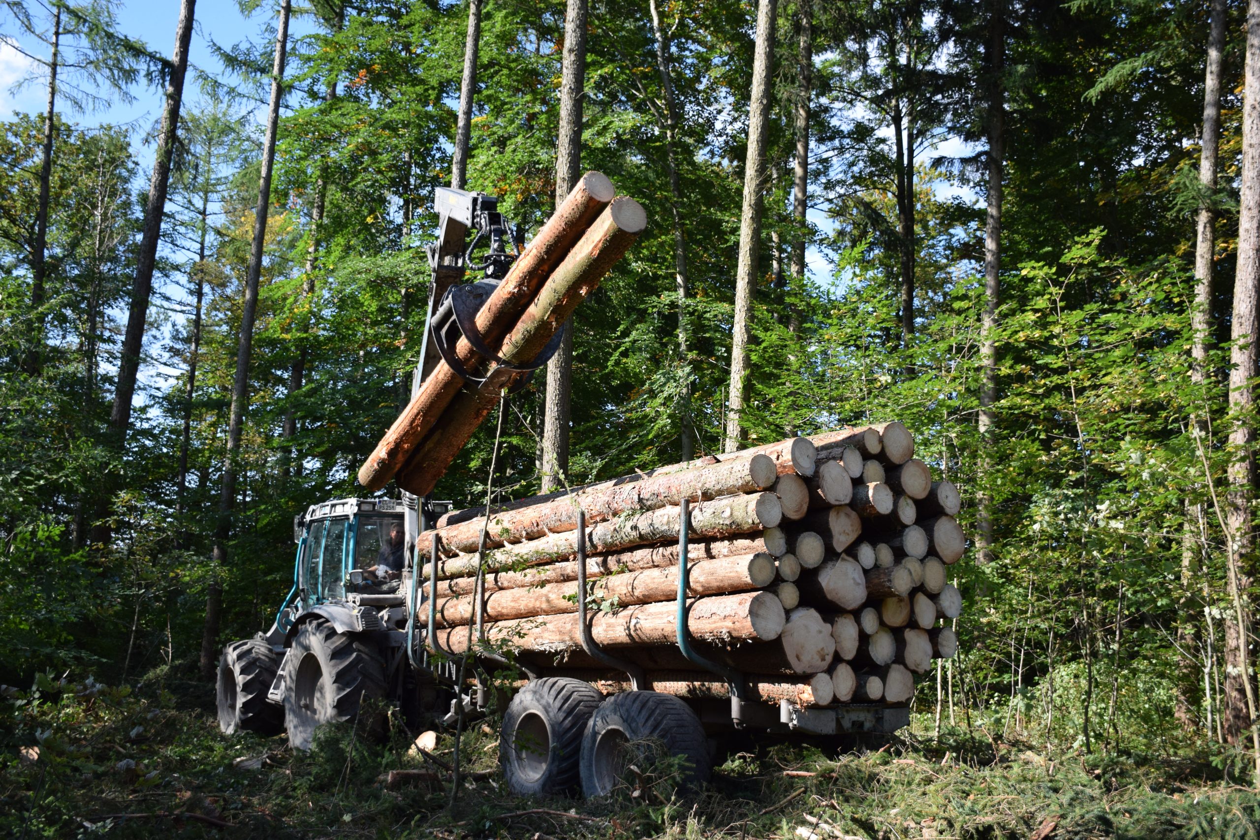 German Timber Shortage