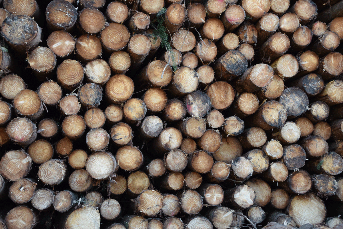 Forest Research, in collaboration with Grown in Britain, has published the Hardwood Price-size Curves report for the 2024 Calendar Year.