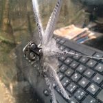 “Chain Shot: Effective Strategies for Mitigating Risk”