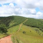 The Private Forestry Programme’s climate solution