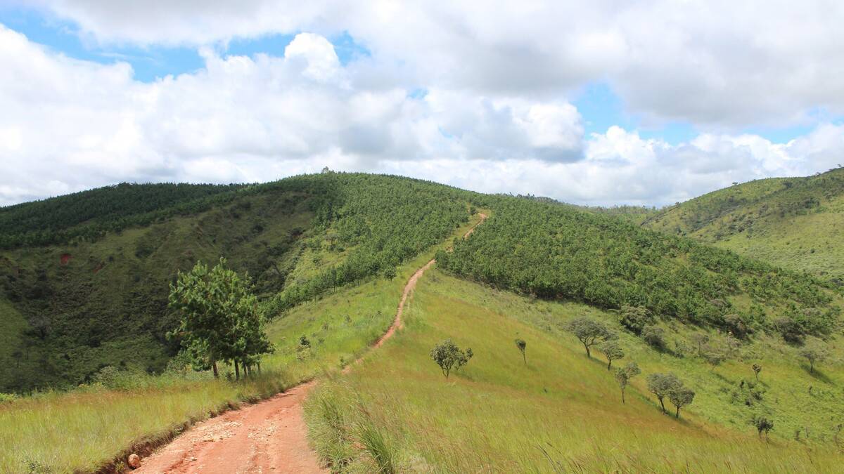 aterbeskogning-tanzania-1 Private Forestry Programme