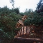 European softwood sawn timber market shows modest recovery