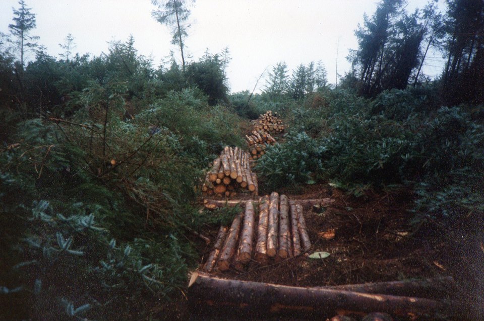 bench European Softwood