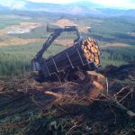 The Changing Face of the Forestry