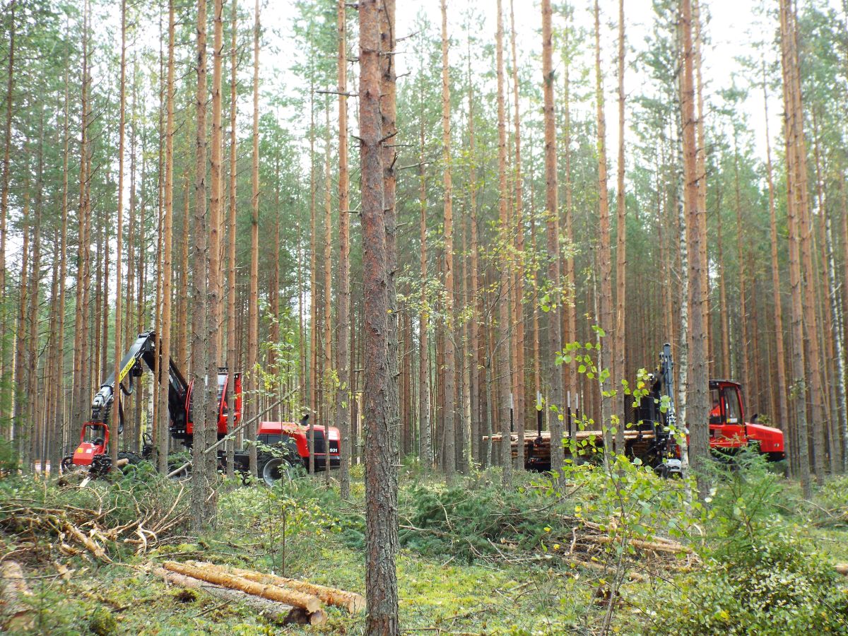 Harvester Thinning Data