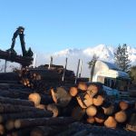 Timber Trends and Outlook from Fastmarkets