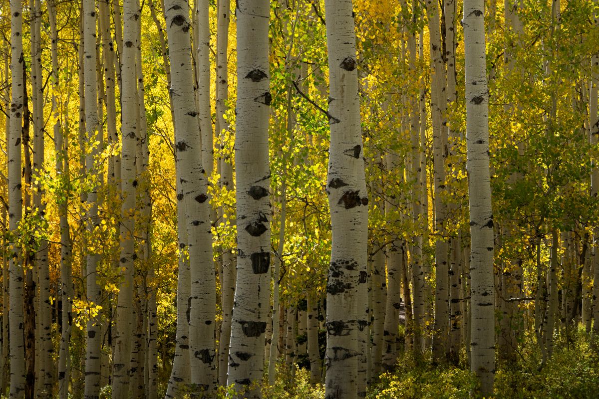 Hybrid Aspen and Poplar