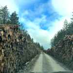 Experts warn of timber overproduction in the EU