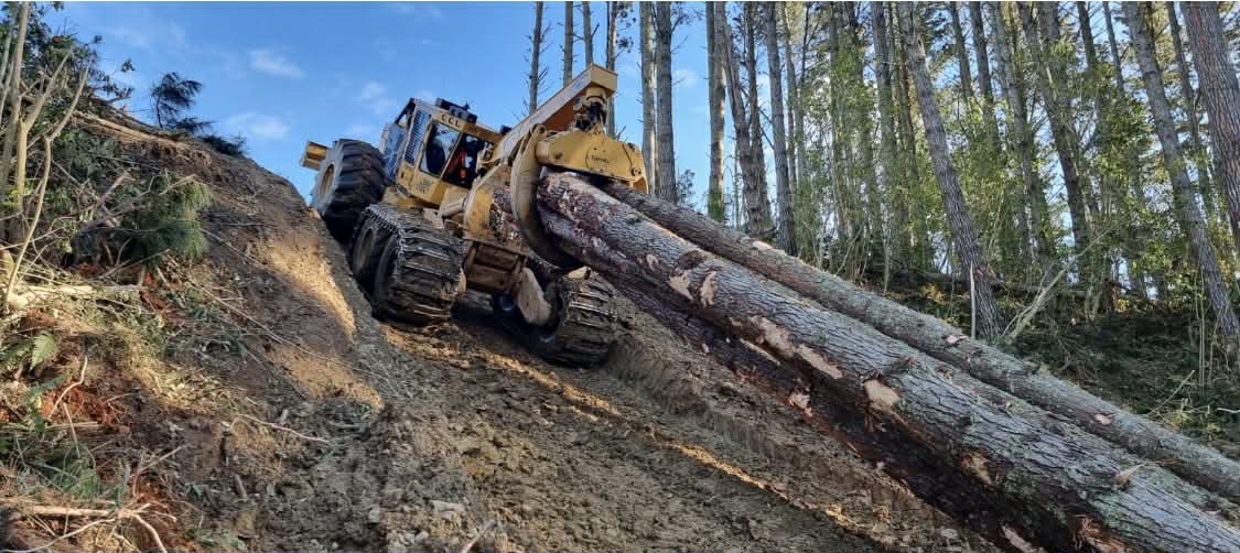 Logging in New Zealand