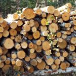 Russia’s Forestry is in Decline