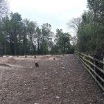 Leicestershire landowner Gets Record Fine For Illegal Tree Felling