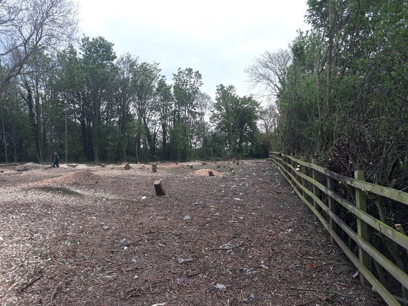 Illegal Tree Felling