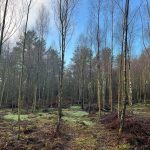 Unlocking the value of Woodlands