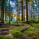 Norway’s softwood log imports is flooding the EU market