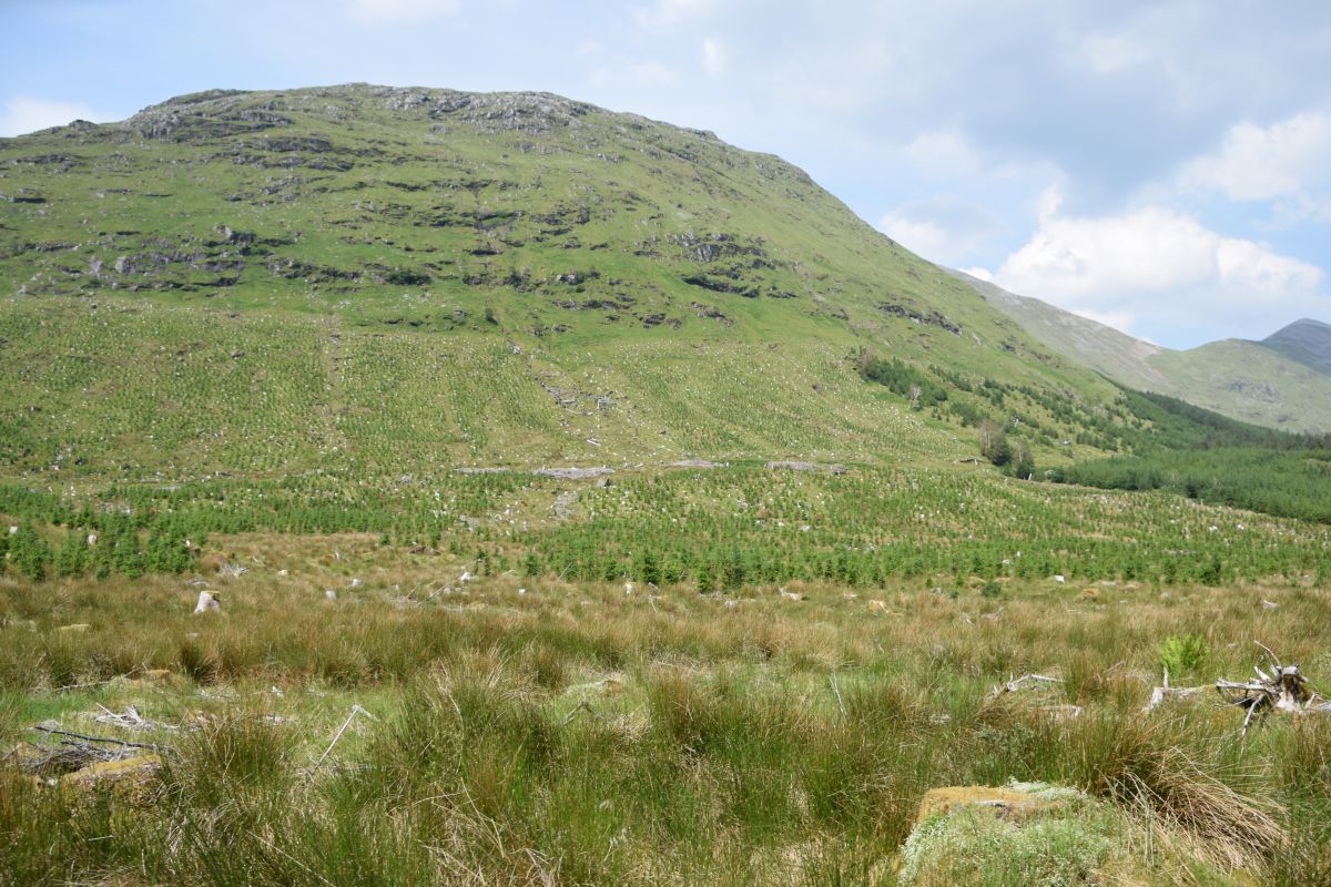 Scottish Forestry