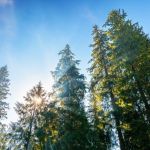 Coillte – Storm Éowyn is still affecting performance.