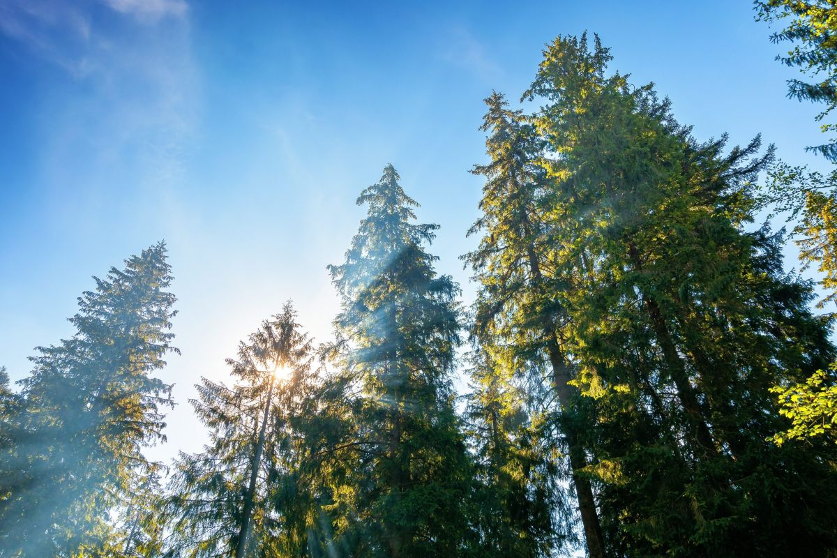 Coillte