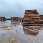 Italian Sawmill Margins Are Running At Near Zero