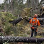 Cutting Off Windblown Trees Reduces Bark Beetle Attacks