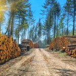 China’s Softwood Sawlog Imports in Decline