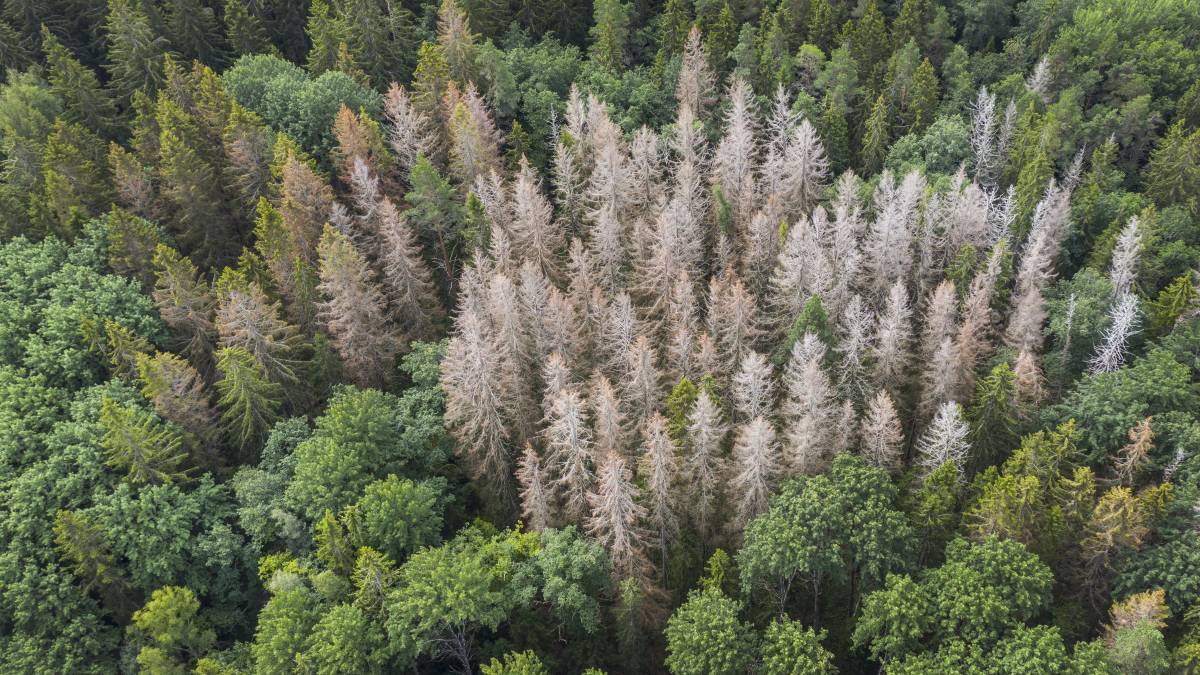 Spruce's