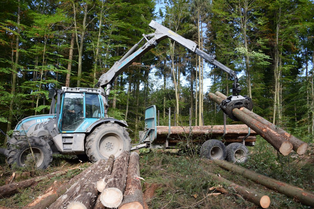 Germany's timber industry