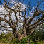 Robin Hood’s Historical Tree Has Died