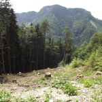 Forest industries call for realistic climate target