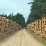 Bioenergy Market Trends in UK Forestry