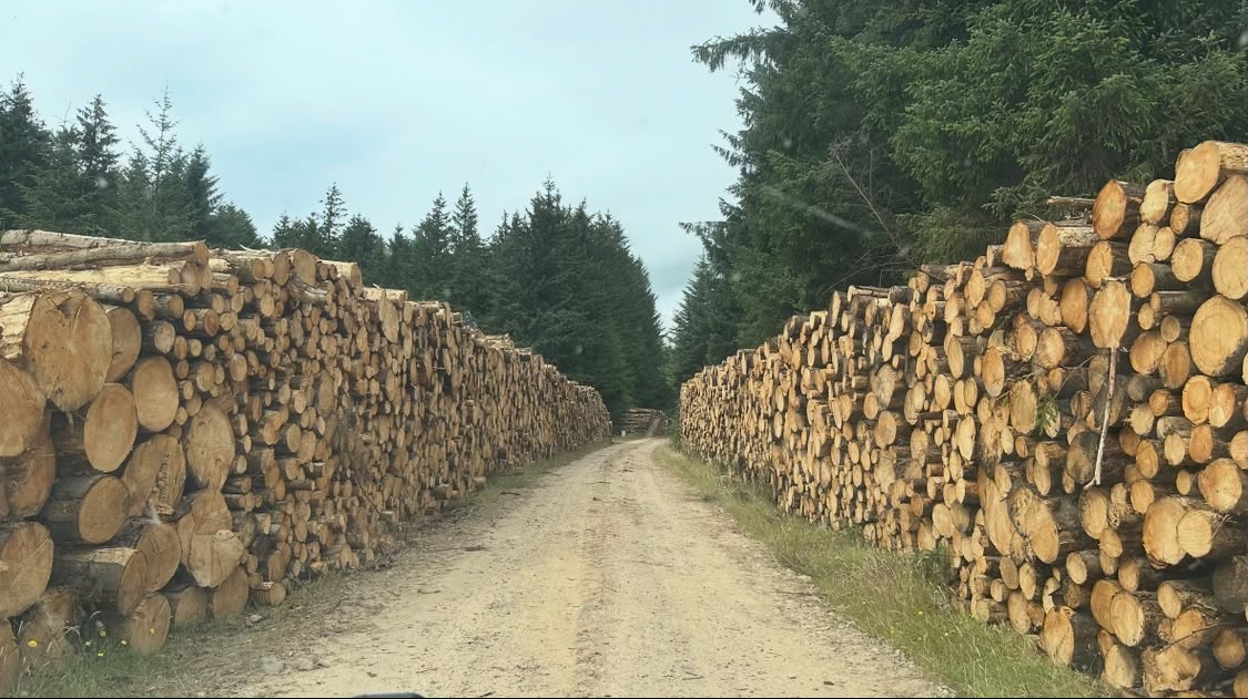 Bioenergy Market Trends