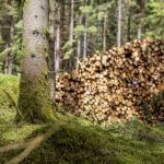 Södra Reveals Negative Earnings for 2nd Quarter of 2026