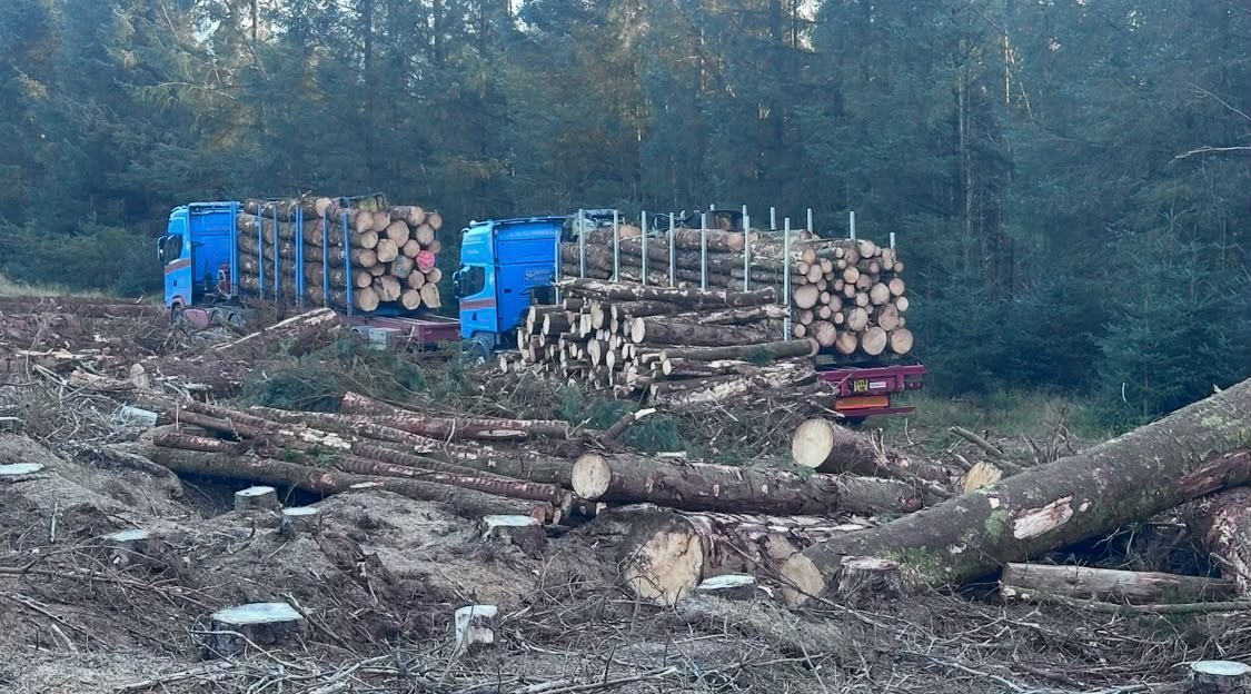 Timber haulage jobs
