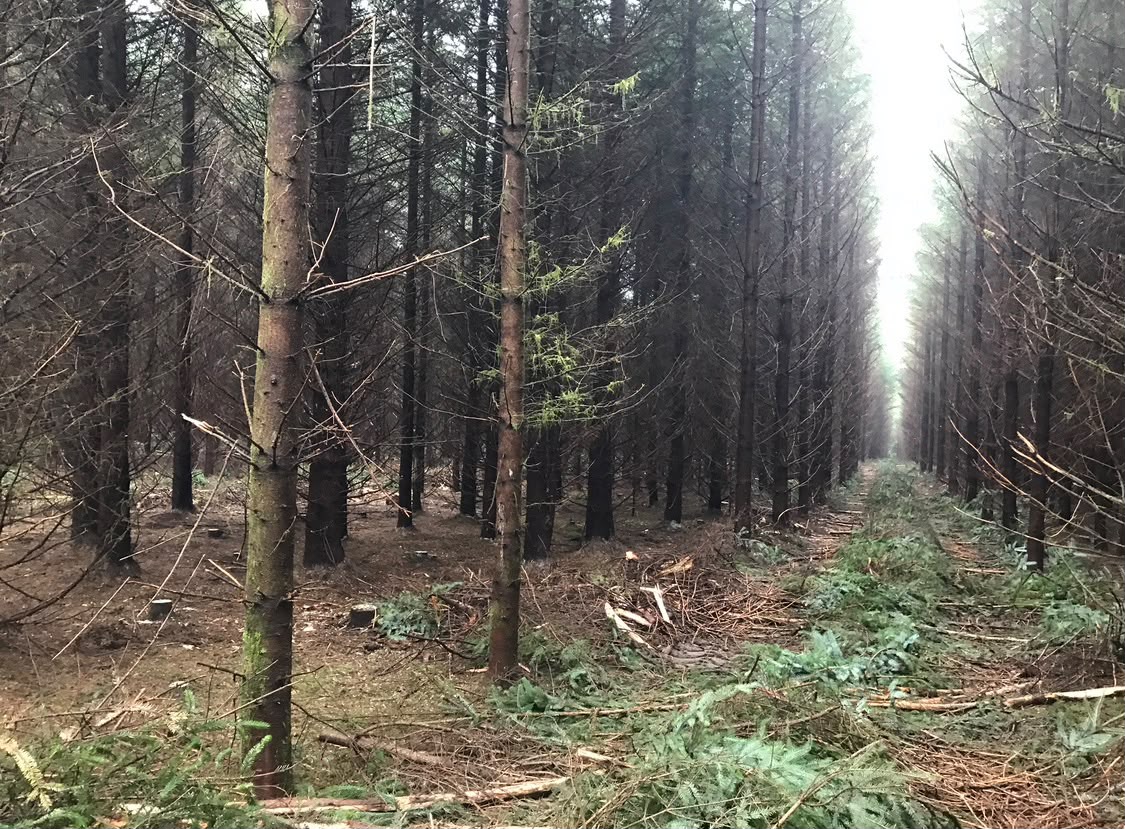 723266e8-3ee2-4142-a595-384992902b11 Can forests support human needs