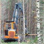 Estonia Forestry Harvesting Overtakes Tree Growth