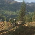 The World of Forestry: How Big Is It?