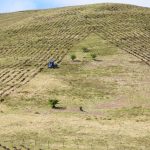 UK Woodland Creation Falls Short in 2025-2026